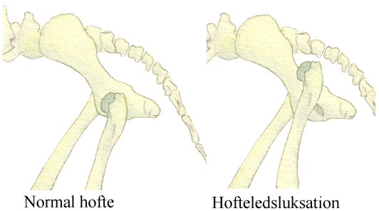Hofteledsluksation - Netdyrlæge.dk