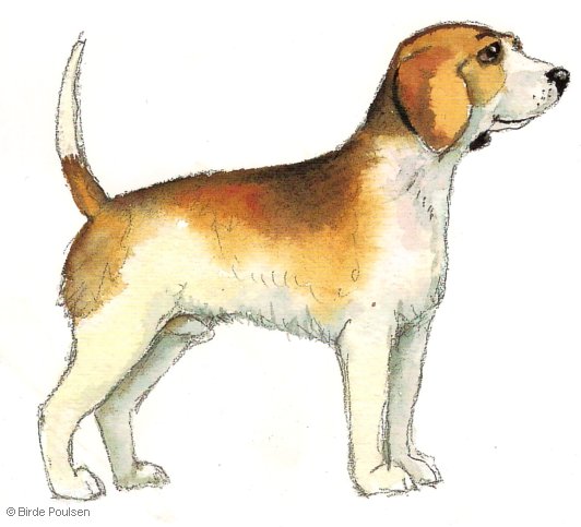 Beagle