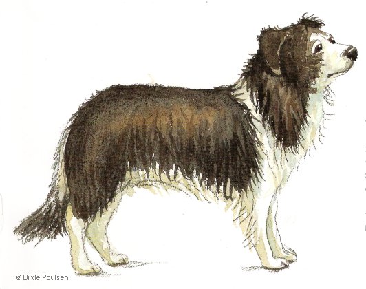 Border collie