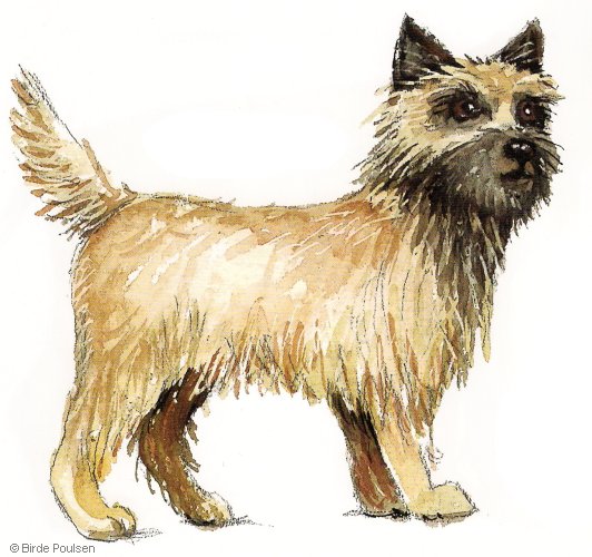 Cairn terrier