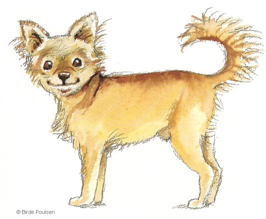 Chihuahua