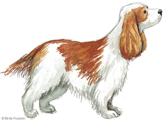 Cocker spaniel