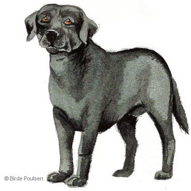 Sort labrador