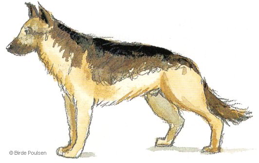 Schæferhund