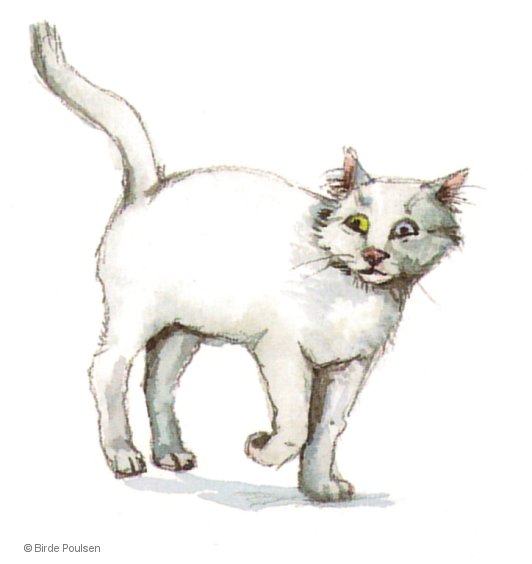 Hvid kat med heterokromia iridium